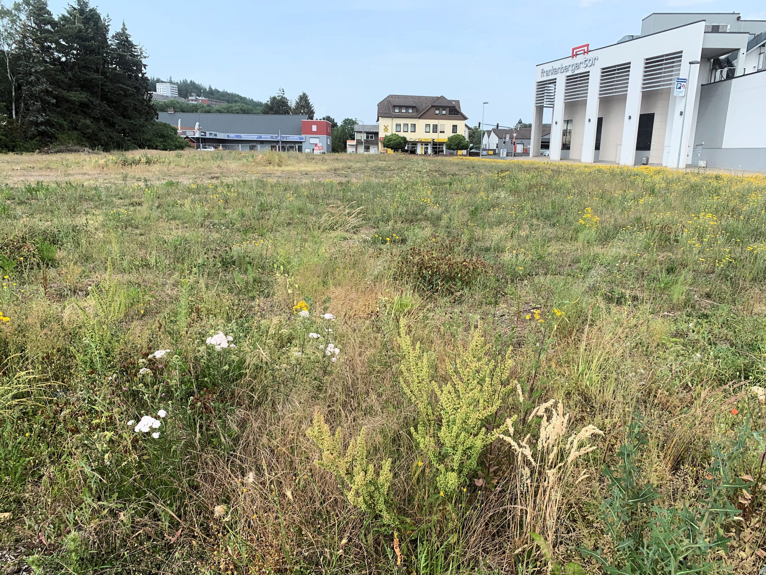 Auf dem Bild erkennt man ein weites Feld, überwuchert mit Gras und Wildblumen, erstreckt sich bis zu einer Stadtlandschaft im Hintergrund. Das "Frankenberger Tor" Gebäude mit seiner modernen Architektur dominiert die rechte Seite, während im Hintergrund weitere Gebäude und ein bewaldeter Hügel zu sehen sind.