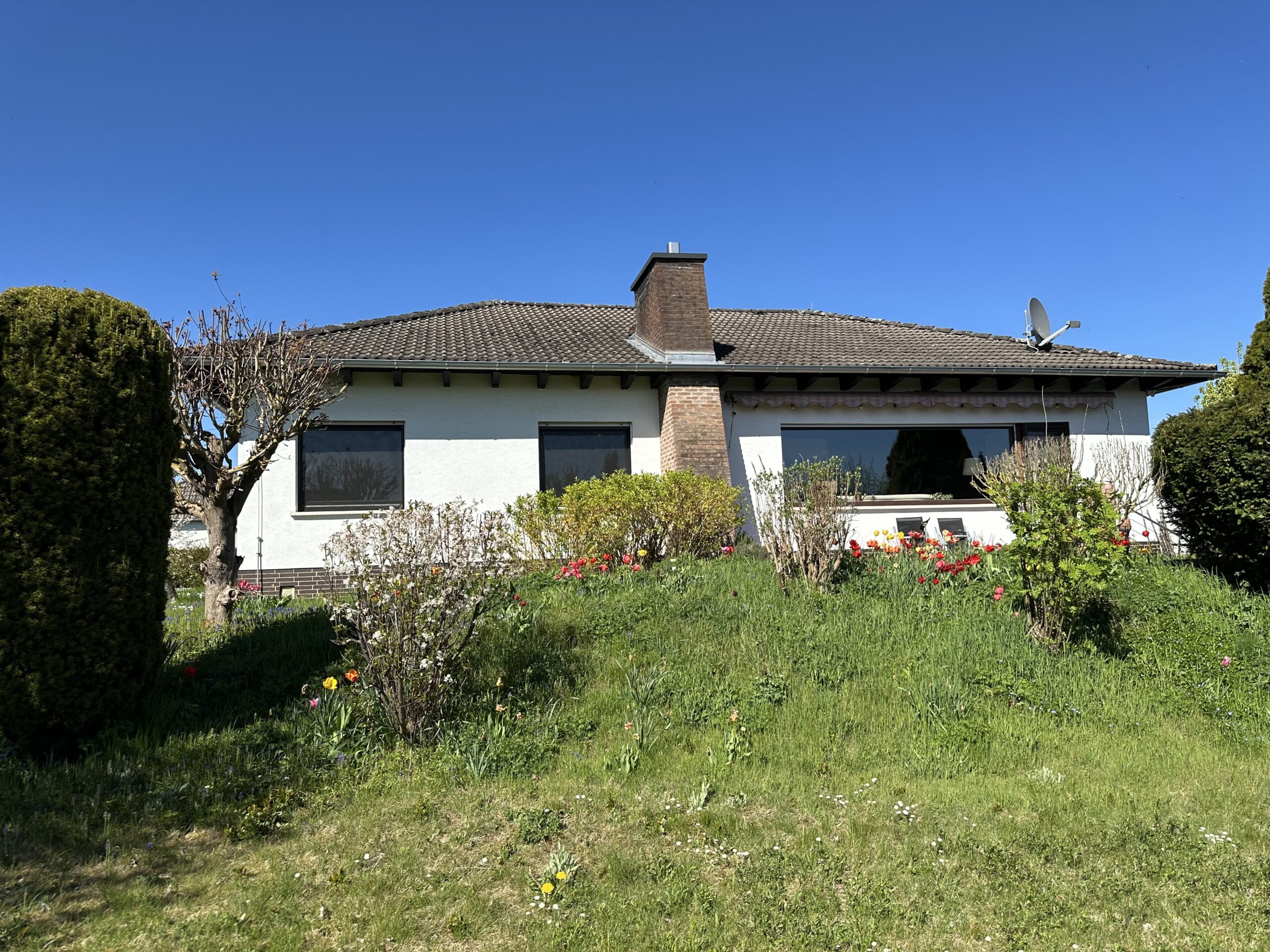 Das Bild zeigt ein freistehendes Einfamilienhaus an einem sonnigen Tag. Der Himmel ist strahlend blau und wolkenlos. Das Haus ist einstöckig, mit einem dunkelgrauen Walmdach und weißen Fassaden. An der Südseite befinden sich mehrere Fenster; eines davon ist ein großes Panoramafenster mit Balkontür, sowie zwei weitere Fenster. Vor dem Panoramafenster befindet sich eine Terrasse mit Bestuhlung. Neben dem Haus steht ein markanter, dichter und hochgewachsener grüner Koniferenbusch. Vor dem Objekt erstreckt sich ein leicht abfallender, von Gras bewachsener Hang mit gepflegten Büschen und kleineren Sträuchern. Vereinzelt blühen hier Frühlingsblumen, wie zum Beispiel Narzissen und Tulpen. Ein gemauerter und verklinkerter Schornstein ragt aus dem Dach hervor und grenzt an die Terrasse in westlicher Richtung. Auf der rechten Dachseite ist eine Satellitenanlage montiert.